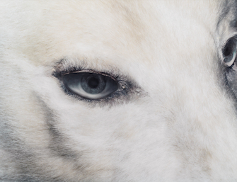 Aspassio Haronitaki, L'Ours, 1999, &copy; Aspassio Haronitaki