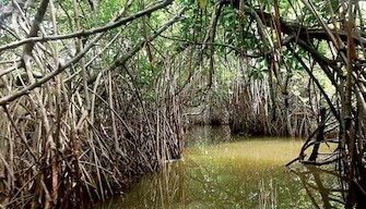 Sonia Mehra Chawla, Moving Inwards (Bone Trees and Fluid Spaces), 2015, &copy; Sonia Mehra Chawla
