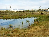 Joachim Brohm, Culatra 08: Tümpel, 2008, &copy; Joachim Brohm, VG Bild-Kunst, Bonn