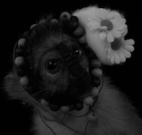 Hartmut Neumann, Punk-Affe weiblich, 2008, &copy; Hartmut Neumann + VG Bild-Kunst, Bonn