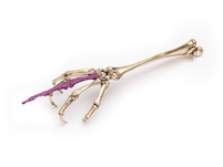 Georg Hornemann, WAR I, 2017